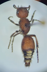 Dasymutilla creon