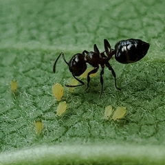 Crematogaster pilosa
