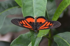 Acraea orinata