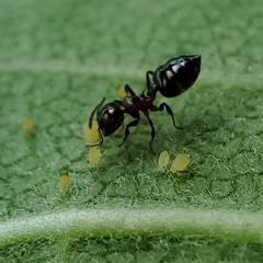 Crematogaster pilosa
