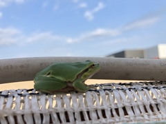 Hyla intermedia perrini