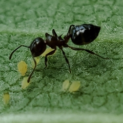 Crematogaster pilosa