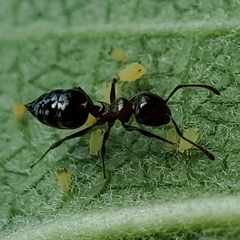 Crematogaster pilosa
