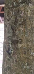 Sceloporus melanorhinus