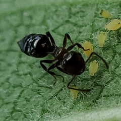 Crematogaster pilosa