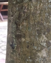 Sceloporus melanorhinus