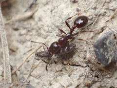 Chelaner antarcticus