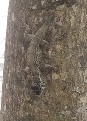 Sceloporus melanorhinus