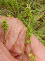 Carex texensis