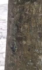 Sceloporus melanorhinus