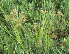 Cyperus ochraceus