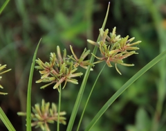 Cyperus ochraceus