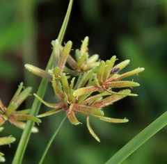 Cyperus ochraceus