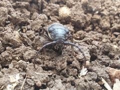 Prionus besikanus