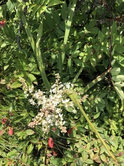 Stenanthium leimanthoides