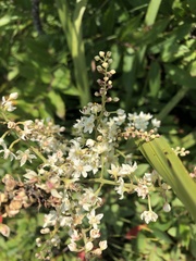 Stenanthium leimanthoides
