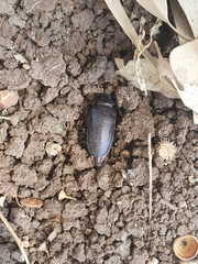 Prionus besikanus