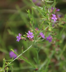 Lythrum californicum