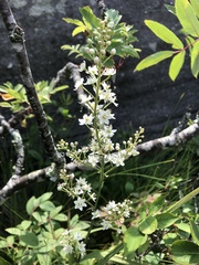Stenanthium leimanthoides