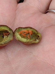 Contarinia virginianiae