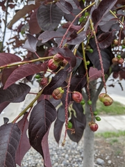 Contarinia virginianiae