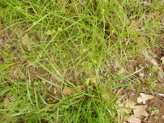 Carex texensis