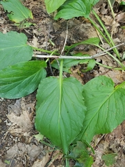 Symplocarpus foetidus
