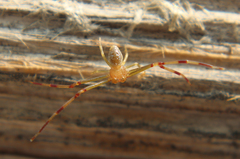 Misumessus dicaprioi