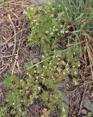 Sabulina nuttallii
