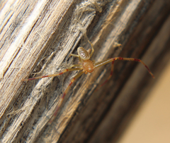 Misumessus dicaprioi