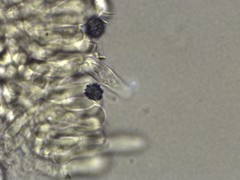 Lactarius maculatipes