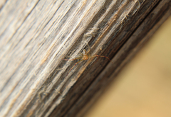 Misumessus dicaprioi