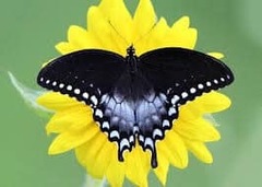Papilio troilus