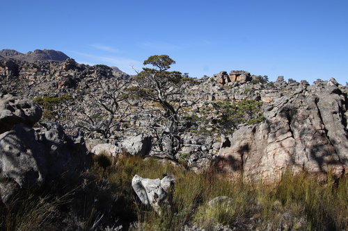 Image of Widdringtonia cedarbergensis by (c) Tony Rebelo, some rights reserved (CC BY-SA)