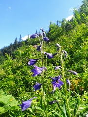 Delphinium elatum