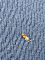 Promalactis procerella