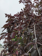 Contarinia virginianiae