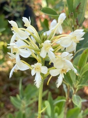 Platanthera × bicolor