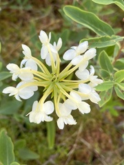 Platanthera × bicolor