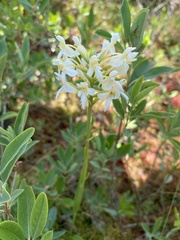 Platanthera × bicolor