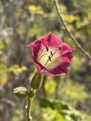 Nicotiana tomentosa