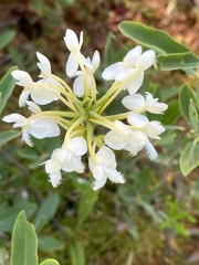 Platanthera × bicolor