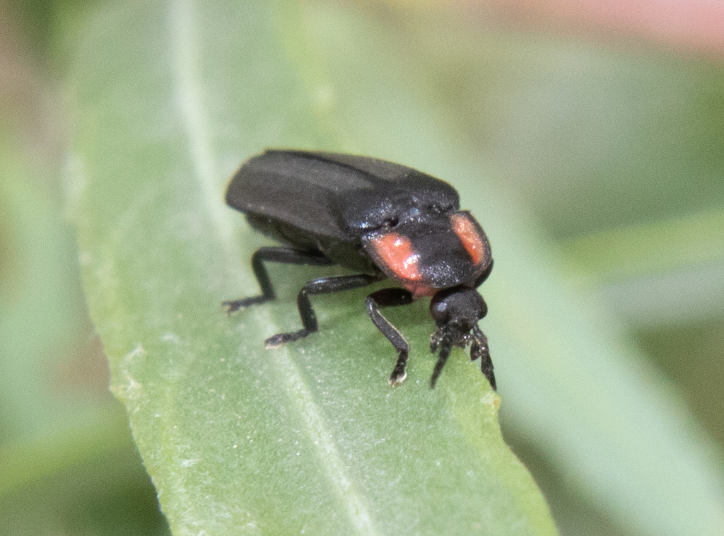 Dark Firefly