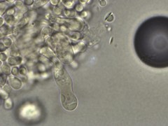 Lactarius maculatipes