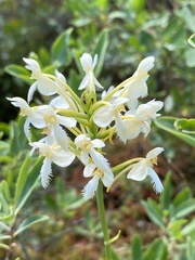 Platanthera × bicolor