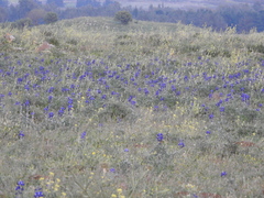 Lupinus pilosus