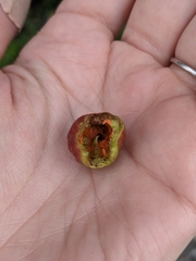 Contarinia virginianiae