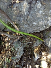 Selenicereus spinulosus