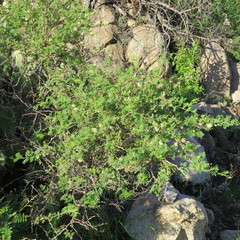 Mimosa aculeaticarpa biuncifera