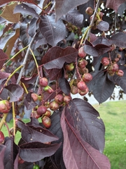 Contarinia virginianiae